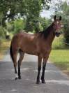 Cheval polyvalent et de loisirs