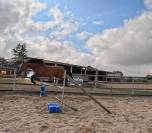 Cheval CSO Balade