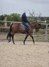 Cheval CSO Balade
