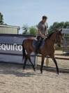 Cheval CSO Balade