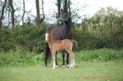 POULAIN WELSH PB POUR SPORT