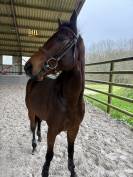 Cheval de loisir sportif