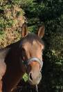 Newton Minotiere m&acirc;le de 3 ans 