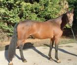 Newton Minotiere m&acirc;le de 3 ans 
