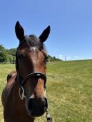 Vente d&rsquo;une ponette 3 ans