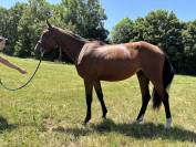 Vente d&rsquo;une ponette 3 ans