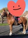 Cheval de compagnie a vendre