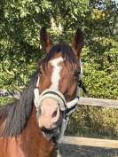 Cheval &agrave; vendre 