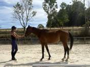 Cheval &agrave; vendre 