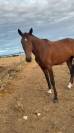 Cheval