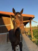 Cheval
