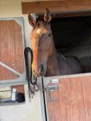 Cheval