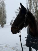 Cheval