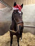 Cheval