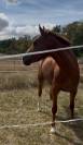 Ponette D de sport polyvalente 5 ans 1m44