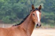 Pouliche selle fran&ccedil;ais par Contre Bellini x Canturo 
