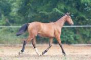 Pouliche selle fran&ccedil;ais par Contre Bellini x Canturo 