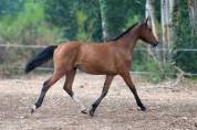 Pouliche selle fran&ccedil;ais par Contre Bellini x Canturo 