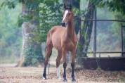 Pouliche selle fran&ccedil;ais par Contre Bellini x Canturo 