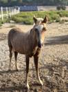 Magnifique pouliche welsh part-bred 