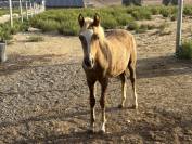 Magnifique pouliche welsh part-bred 