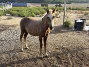 Magnifique pouliche welsh part-bred 