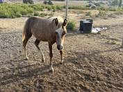 Magnifique pouliche welsh part-bred 