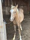 Magnifique pouliche welsh part-bred 