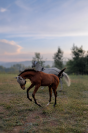 Foal bai male par Clarimo