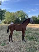Foal bai male par Clarimo