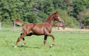 CAPISTRIO &ndash; La performance inscrite dans le pedigree
