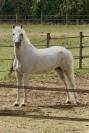 Poney CSO/CCE