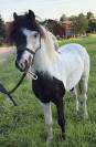 Etalon mini cheval am&eacute;ricain pp