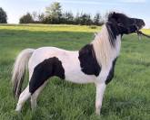 Etalon mini cheval am&eacute;ricain pp
