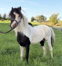 Etalon mini cheval am&eacute;ricain pp