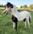 Etalon mini cheval am&eacute;ricain pp
