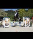 Cheval hongre selle fran&ccedil;ais 