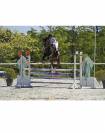 Cheval hongre selle fran&ccedil;ais 