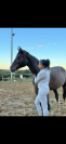 Cheval hongre selle fran&ccedil;ais 