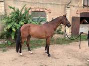 Hongre 5 ans orient&eacute; CSO/CCE id&eacute;al amateur 