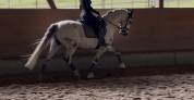 Pur sang Lusitanien 8 ans