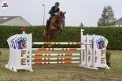 Hongre SF 11 ans 