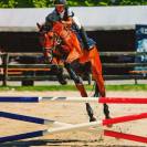 Hongre de 20 ans &ndash; Cheval polyvalent et exp&eacute;riment&eacute;