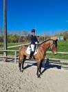 Hongre de 20 ans &ndash; Cheval polyvalent et exp&eacute;riment&eacute;
