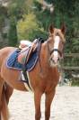 Iseut de Blonde &ndash; Ponette D de sport &ndash; CSO &ndash; 148 cm