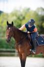 Cheval de sport