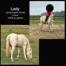 Jument Paint-Horse 5ans 