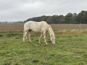 Jument Paint-Horse 5ans 
