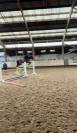 Poney de sport 