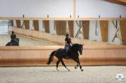 Jument hanovrienne Dressage 5 ans - DamschinoXStedinger